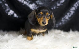Miniature Dachshund dogs for sale: Susie - Image 5