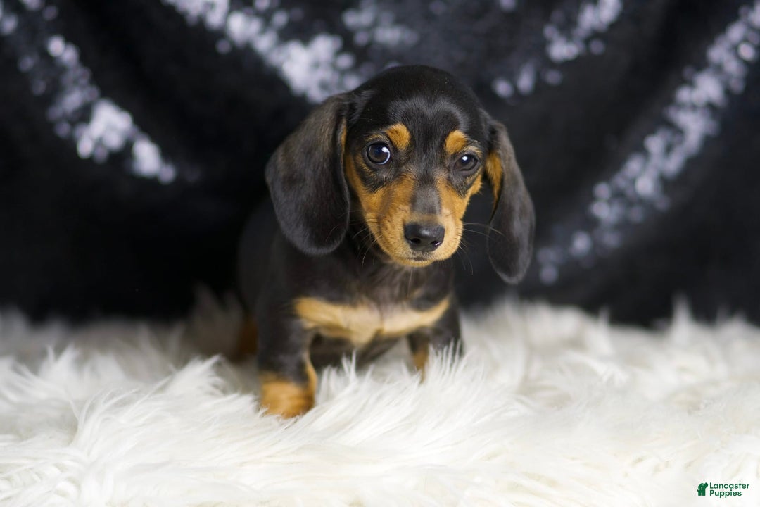 Miniature Dachshund dogs for sale: Susie - Image 5