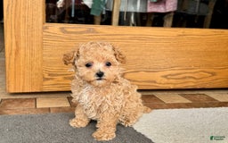 Maltipoo dogs for sale: Sherry - Image 11
