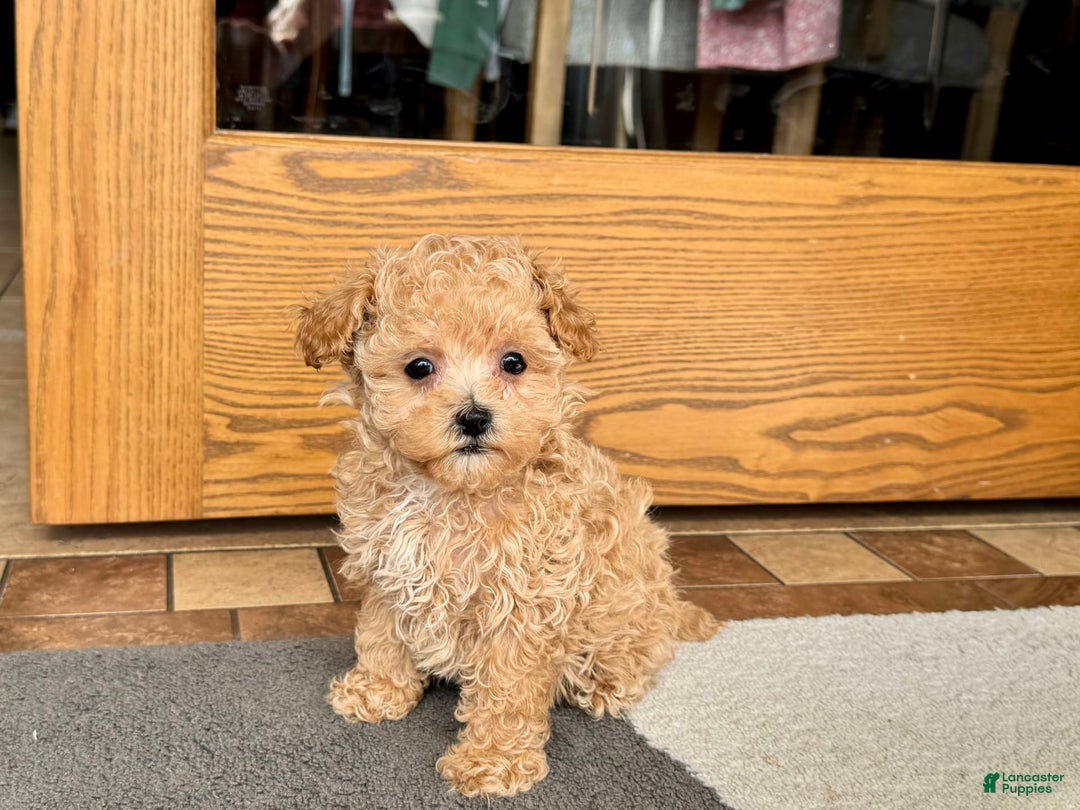 Maltipoo dogs for sale: Sherry - Image 11