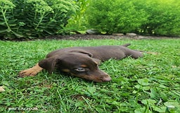 Doberman Pinscher dogs for sale: Doberman Pinscher 9 puppies - Image 7
