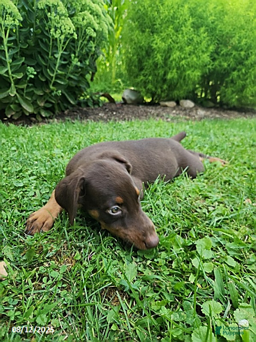 Doberman Pinscher dogs for sale: Doberman Pinscher 9 puppies - Image 7