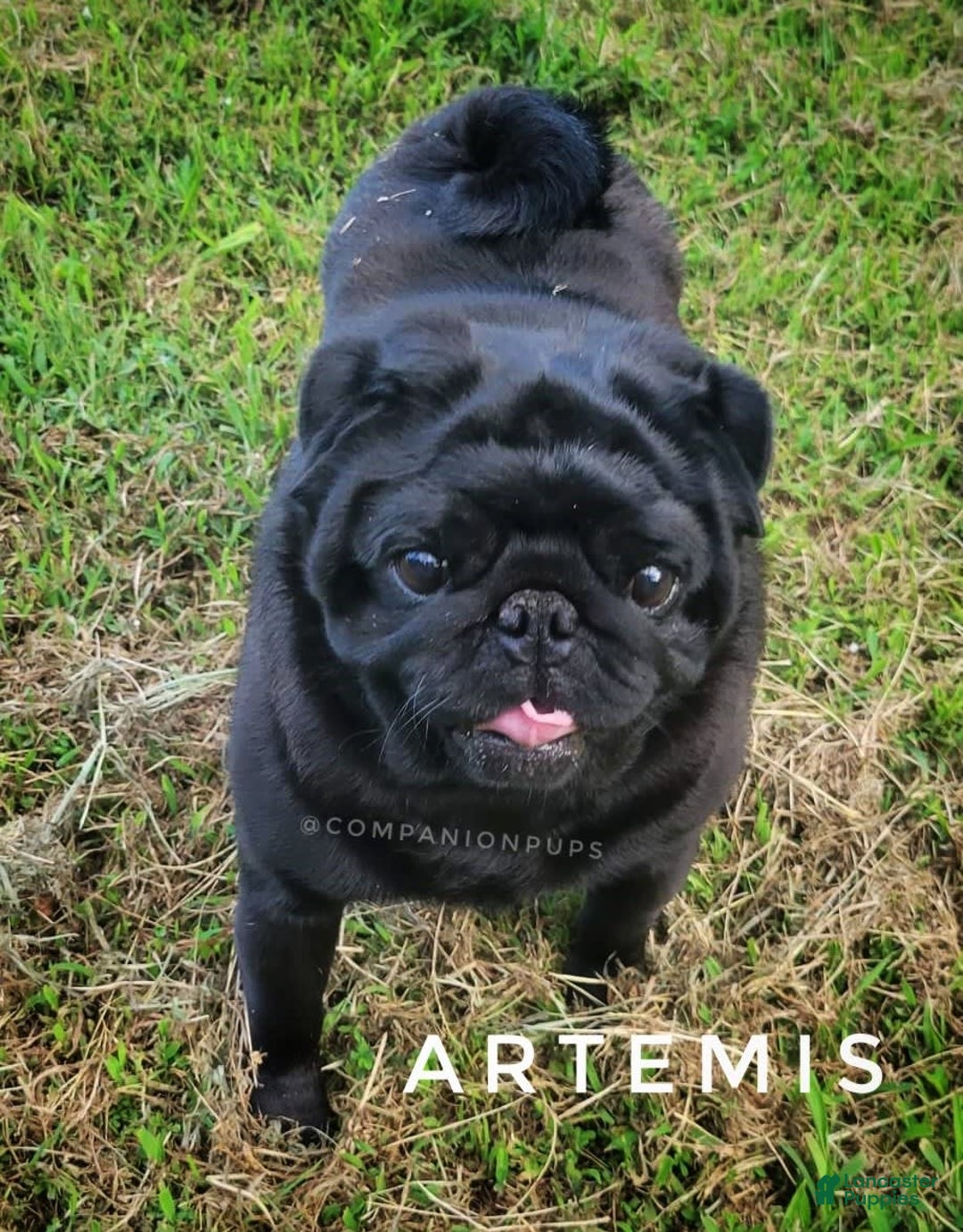Pug dogs for sale: Boy 1 - Champion Lines! - Image 19