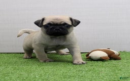 Pug dogs for sale: Mikey - Image 3