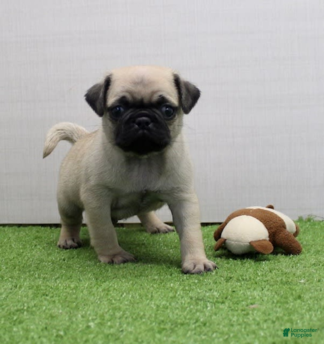 Pug dogs for sale: Mikey - Image 3
