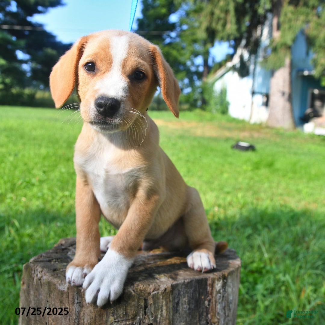 Golden Retriever dogs for sale: Sparky - Image 5