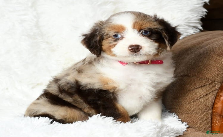 Aussiedoodle dogs - Advert 4