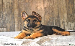 German Shepherd dogs for sale: Zeus - Image 6