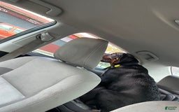 Rottweiler dogs for sale: Duke - Image 1