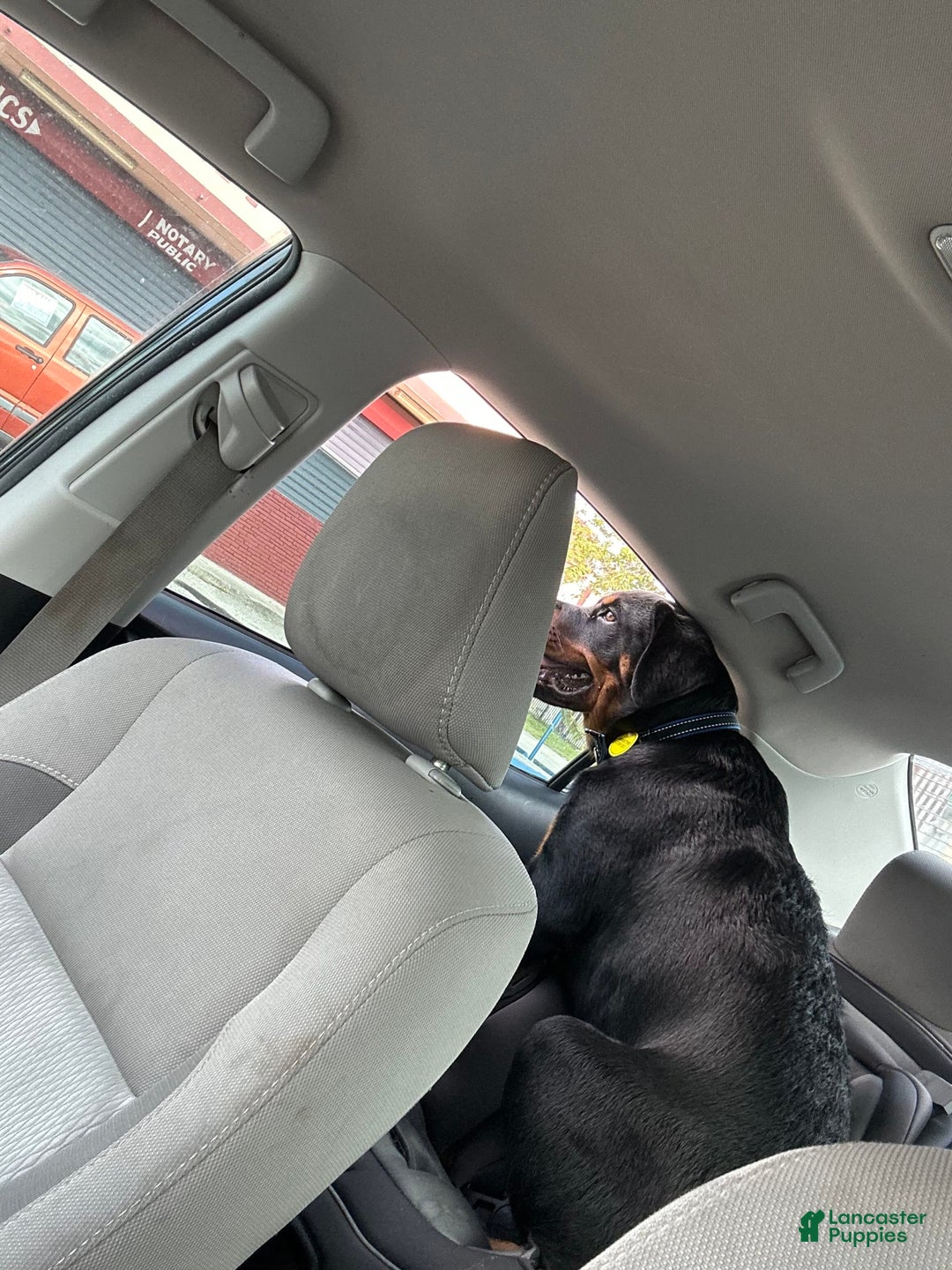 Rottweiler dogs for sale: Duke - Image 1