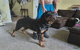Rottweiler dogs for sale: Pretty Boy - Image 3