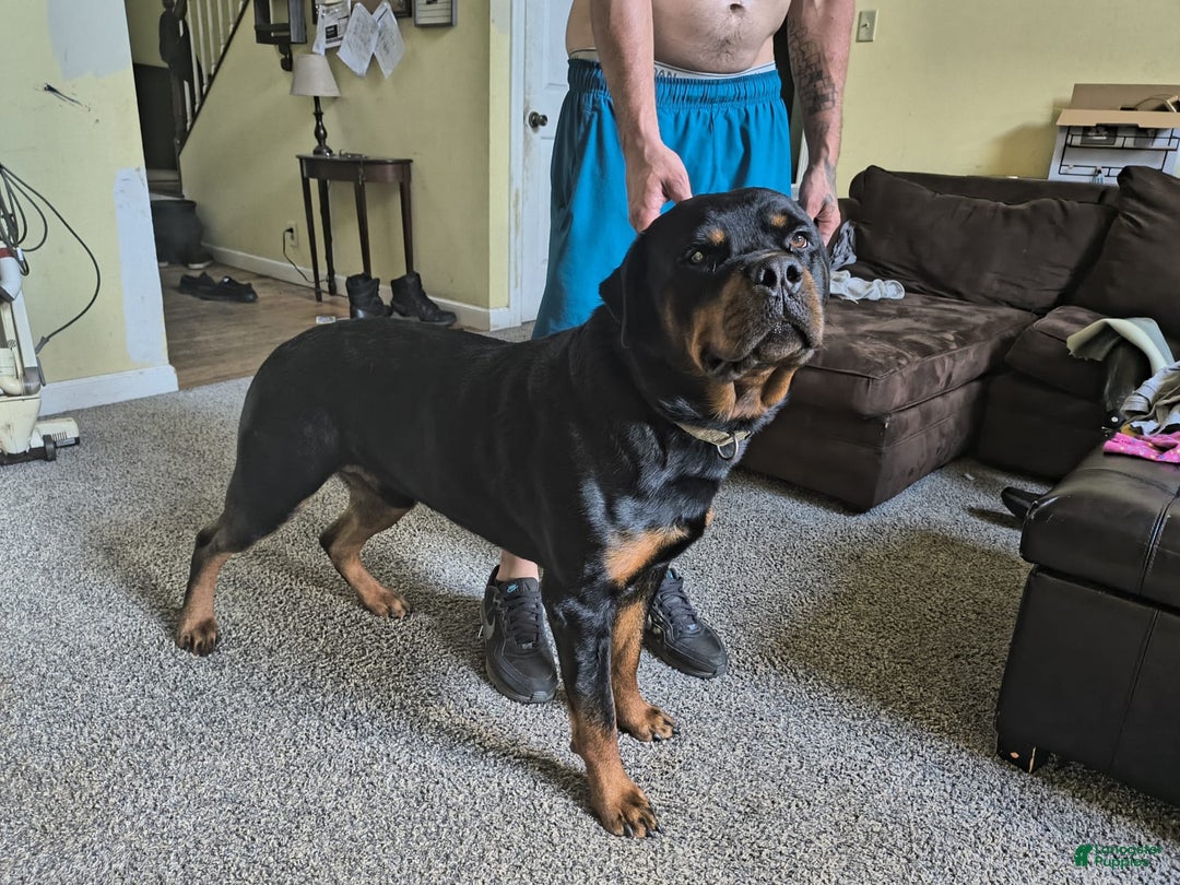 Rottweiler dogs for sale: Pretty Boy - Image 3