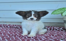 Papillon dogs for sale: Milo - Image 8
