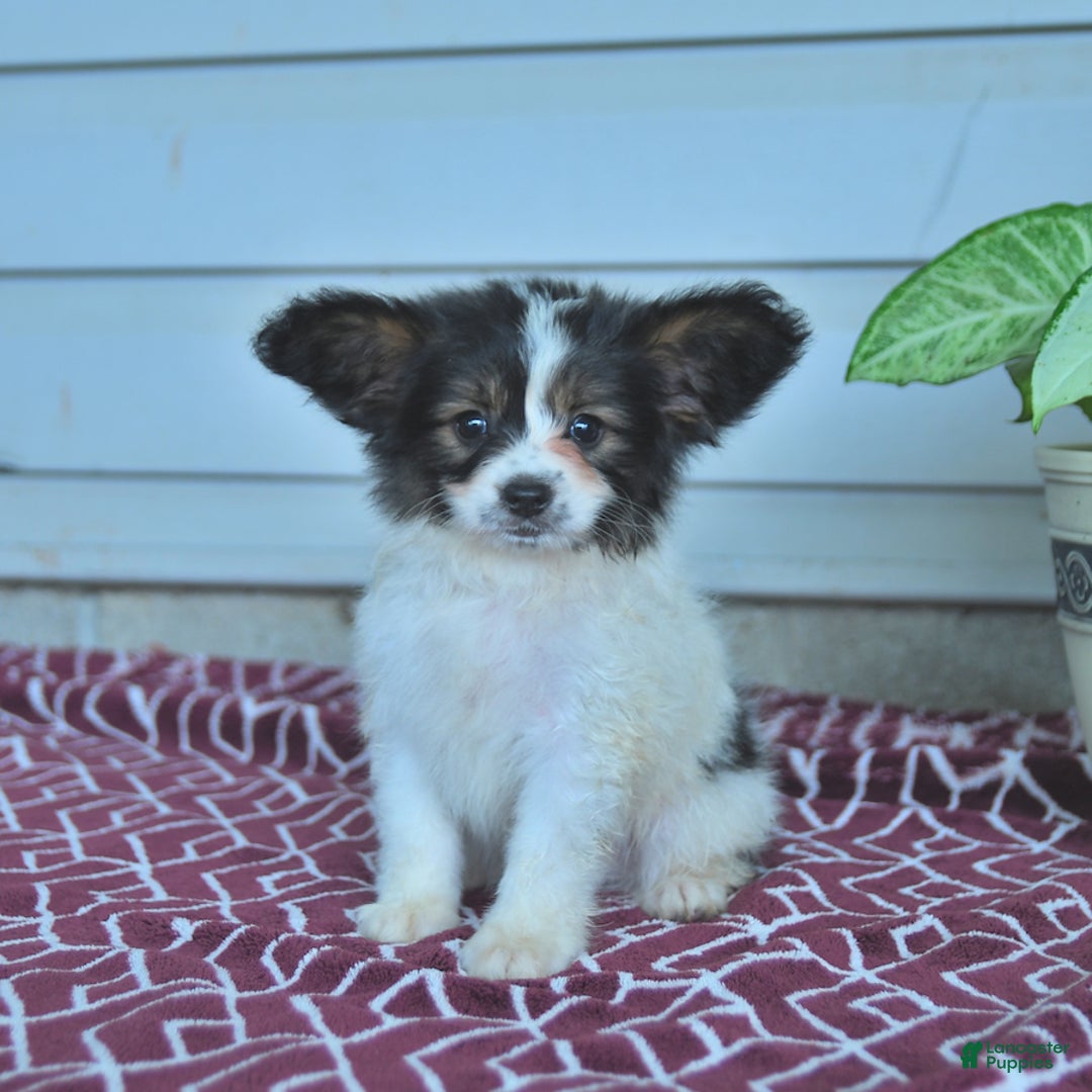 Papillon dogs for sale: Milo - Image 8