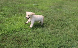 Golden Retriever dogs for sale: Eight Oclock - Image 6