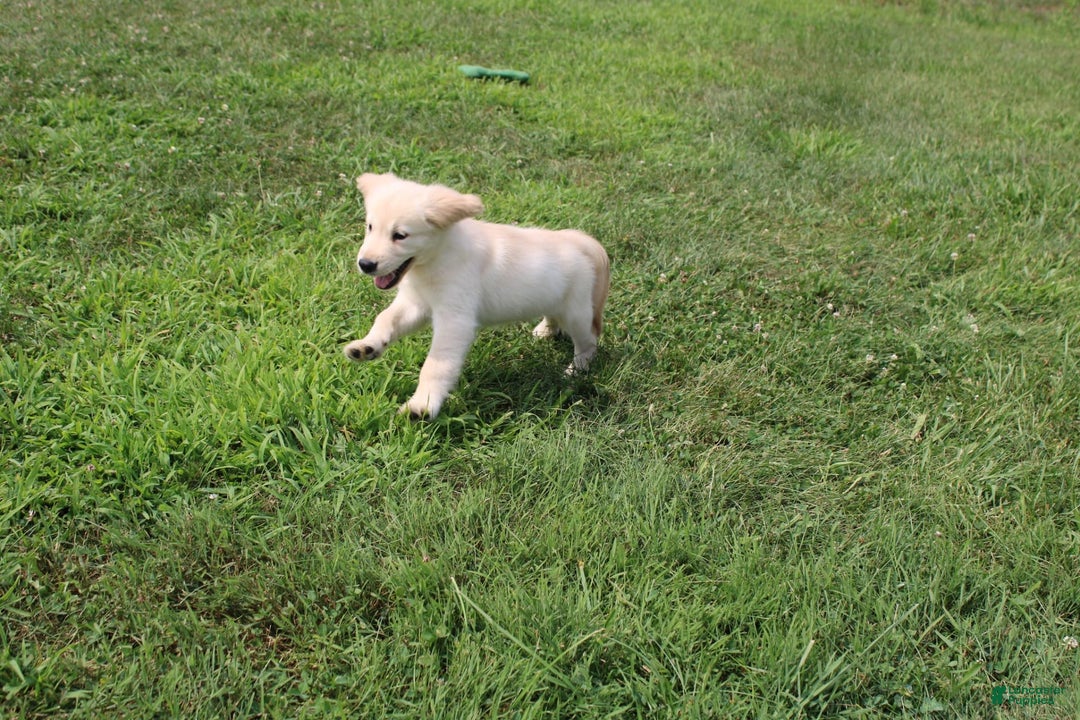 Golden Retriever dogs for sale: Eight Oclock - Image 6