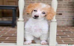 Miniature Poodle dogs for sale: Peanut - Image 13