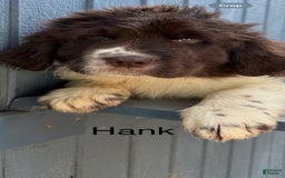 Newfoundland dogs for sale: Hank - Image 1
