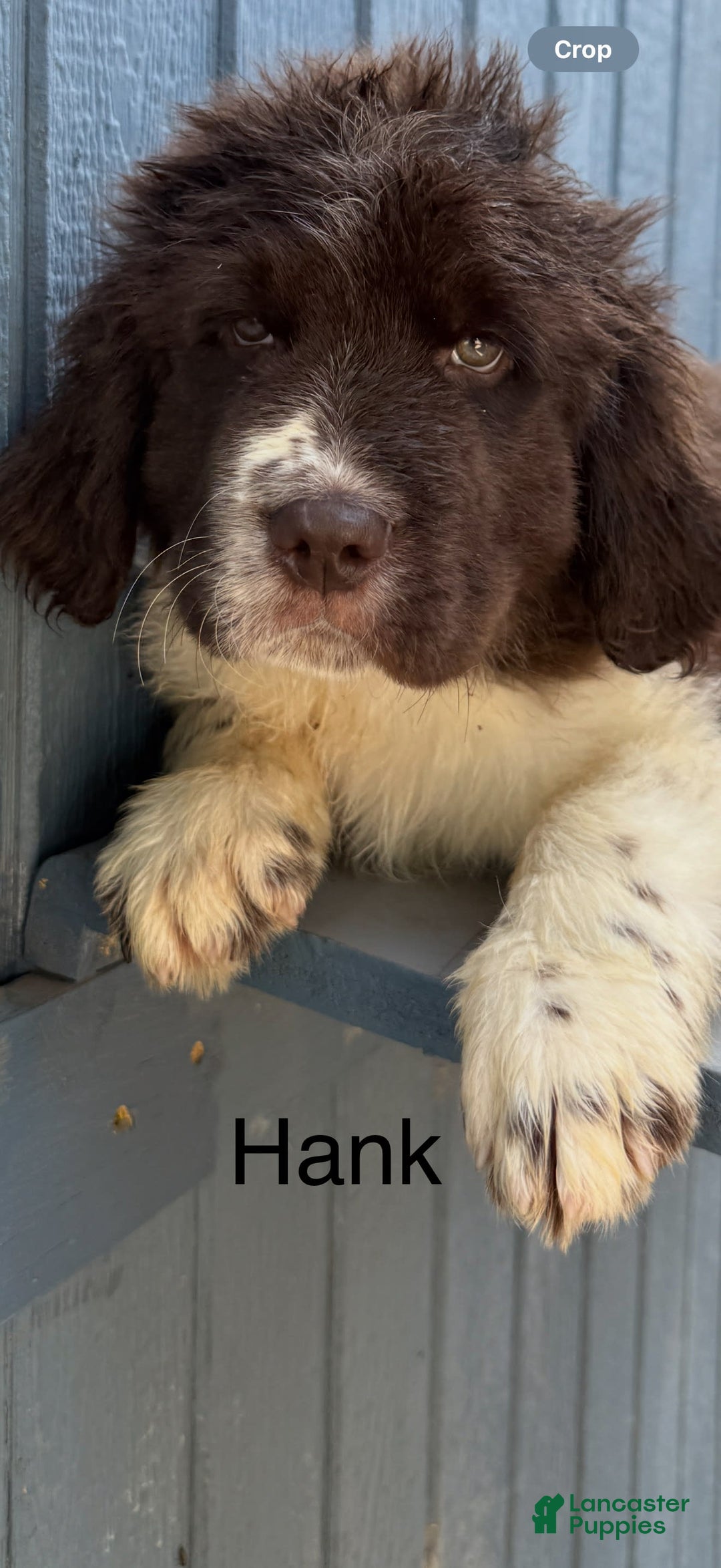 Newfoundland dogs for sale: Hank - Image 1