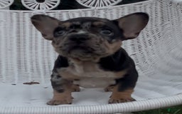 French Bulldog dogs for sale: Peaches - Image 5