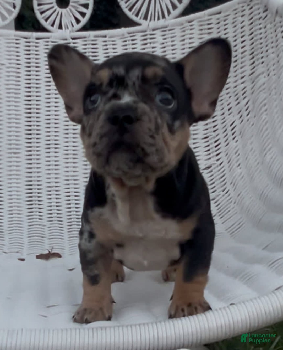 French Bulldog dogs for sale: Peaches - Image 5