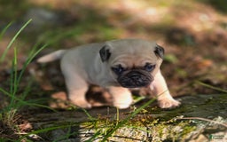 Pug dogs for sale: Derek - Image 8
