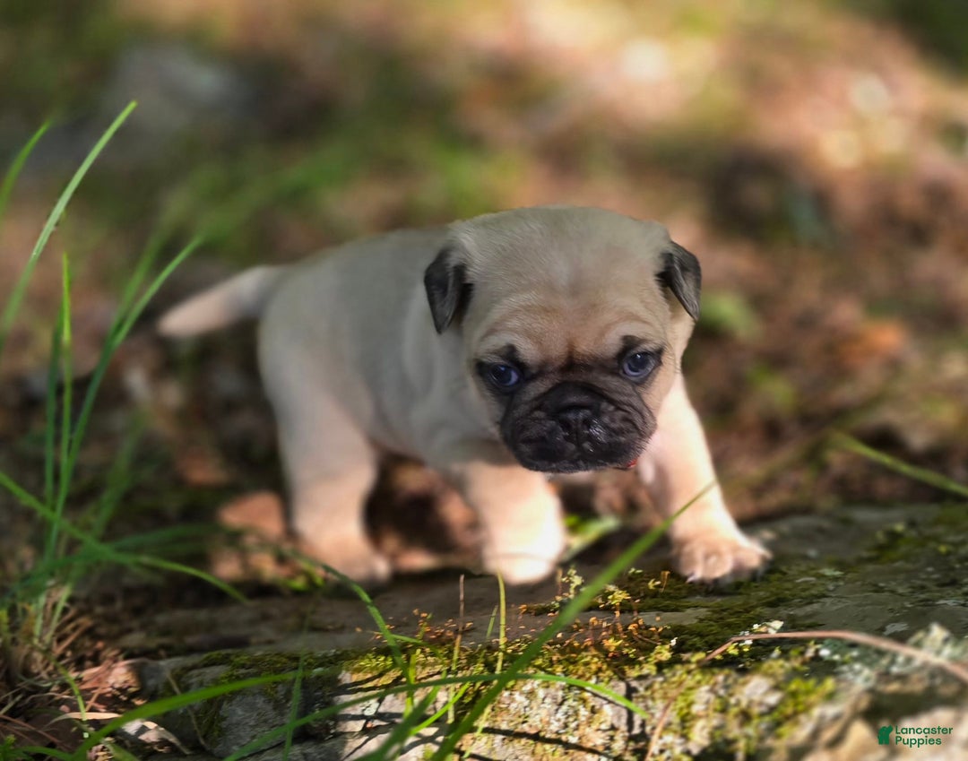 Pug dogs for sale: Derek - Image 8