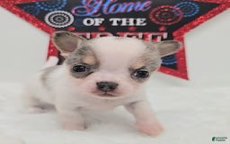 Chihuahua dogs for sale: Leo - Image 4