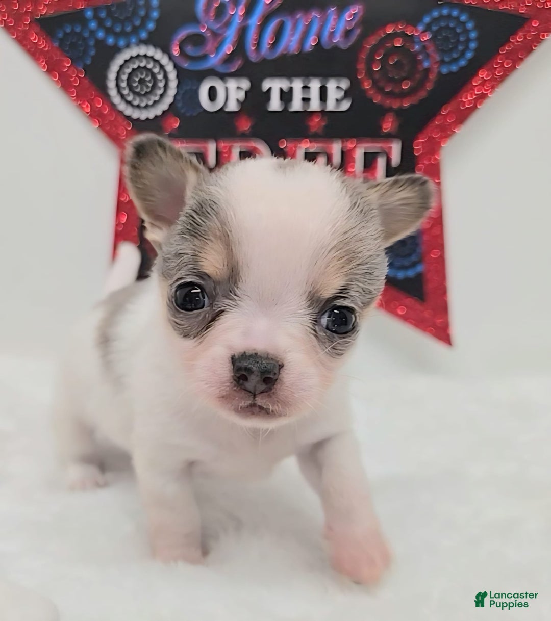 Chihuahua dogs for sale: Leo - Image 4