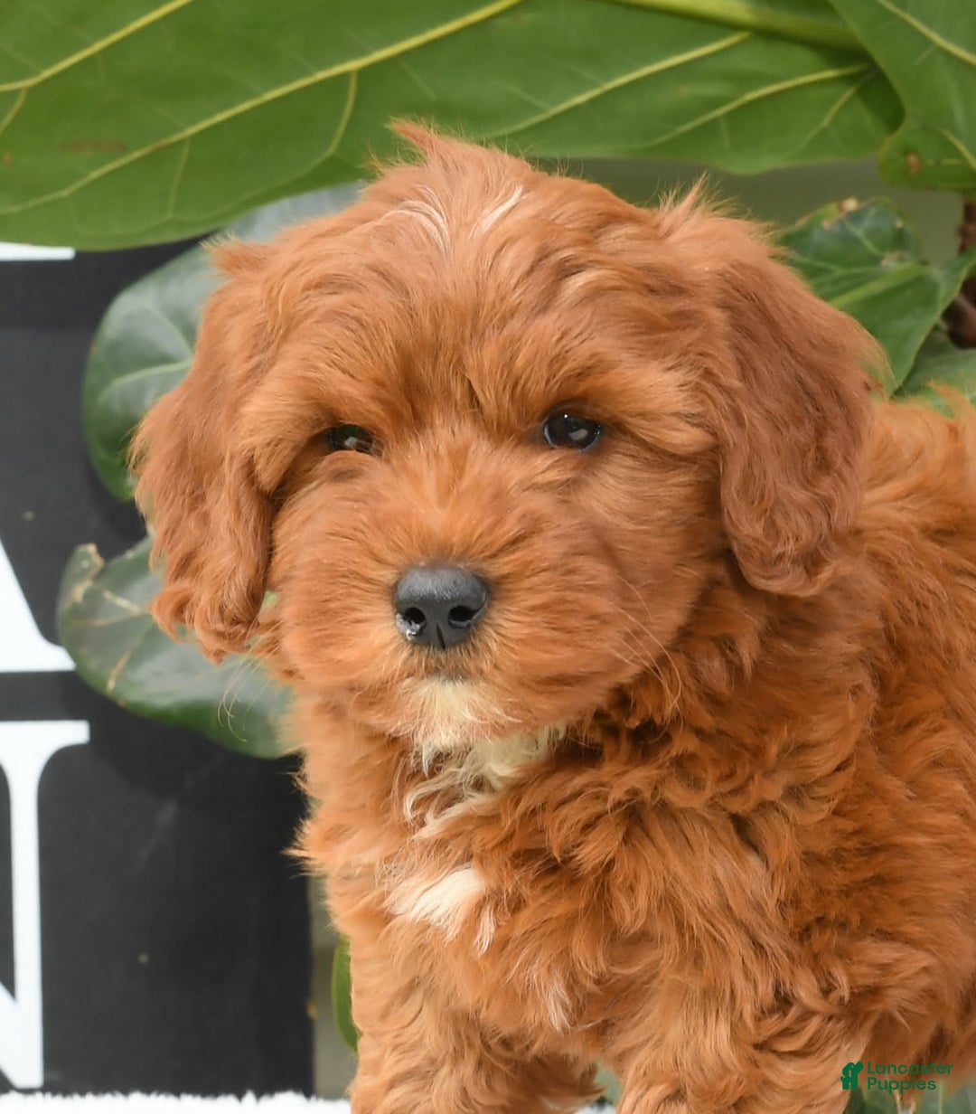 Mini Goldendoodle dogs for sale: Natasha - Image 18