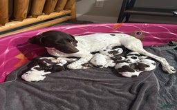 German Shorthaired Pointer dogs for sale: Red Collar - Image 6