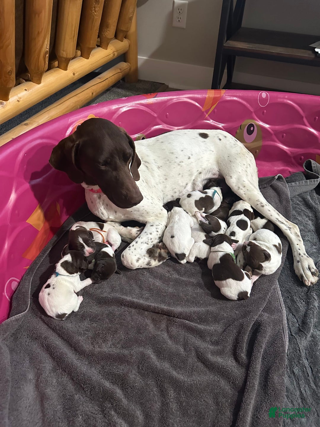 German Shorthaired Pointer dogs for sale: Red Collar - Image 6