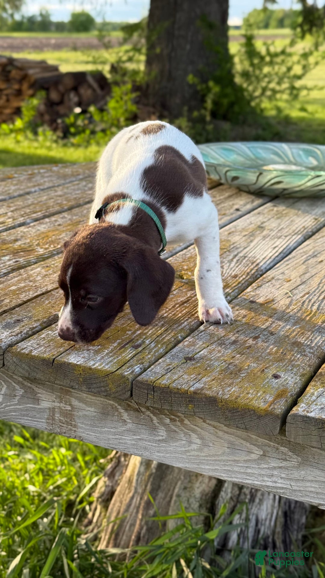 German Shorthaired Pointer dogs for sale: Green - Image 1