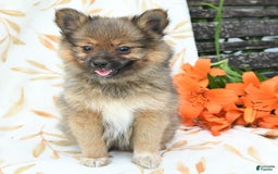 Pomeranian dogs for sale: Jill - Image 2