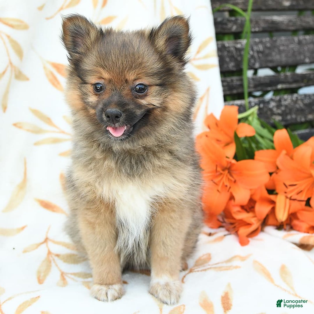 Pomeranian dogs for sale: Jill - Image 2
