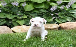 Boxer dogs for sale: Diamond - Image 1