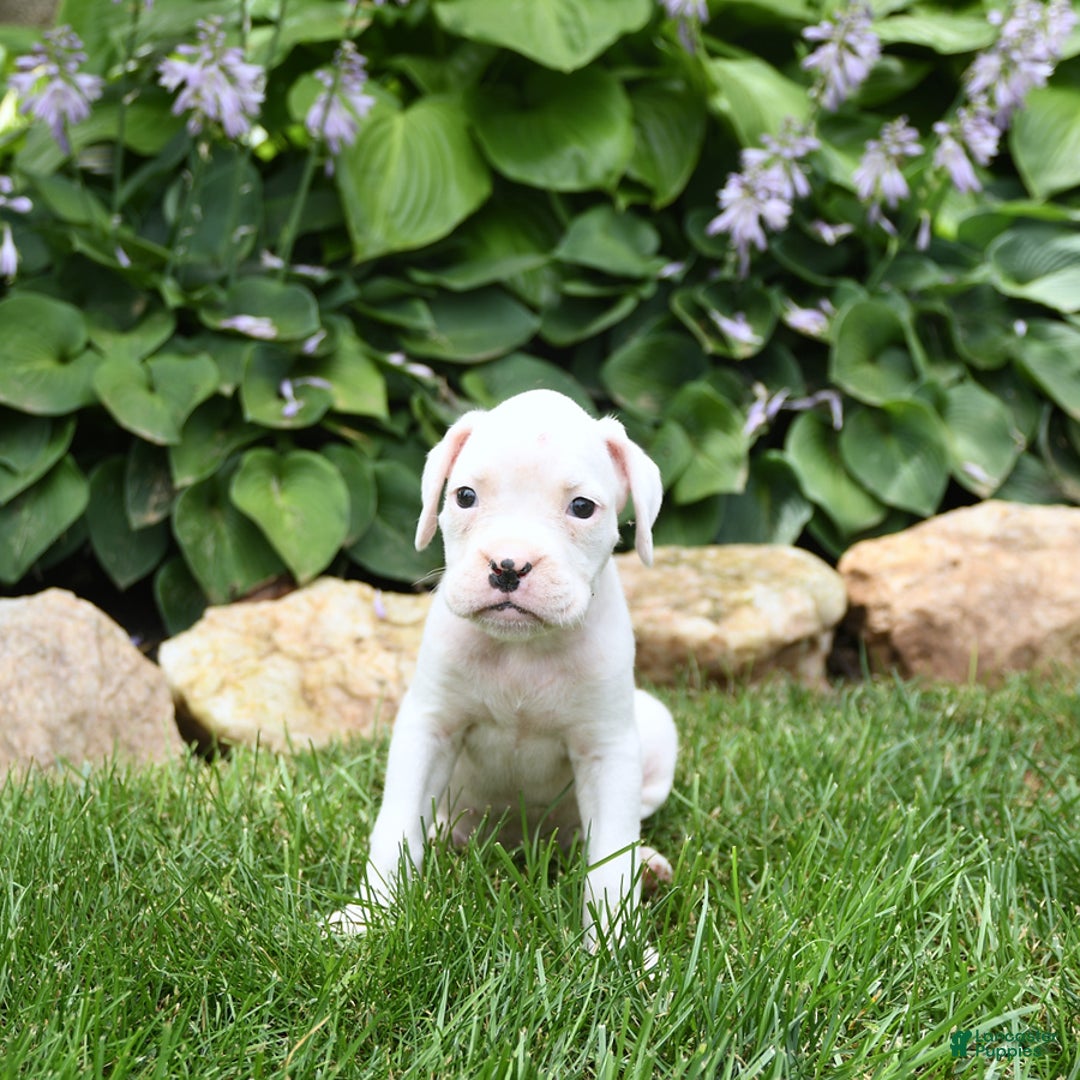Boxer dogs for sale: Diamond - Image 1