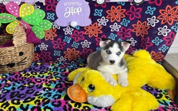 Siberian Husky dogs for sale: Jax - Image 2