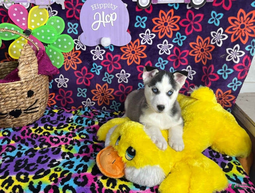 Siberian Husky dogs for sale: Jax - Image 2