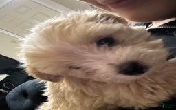 Teddy Bear dogs for sale: Prince - Image 2
