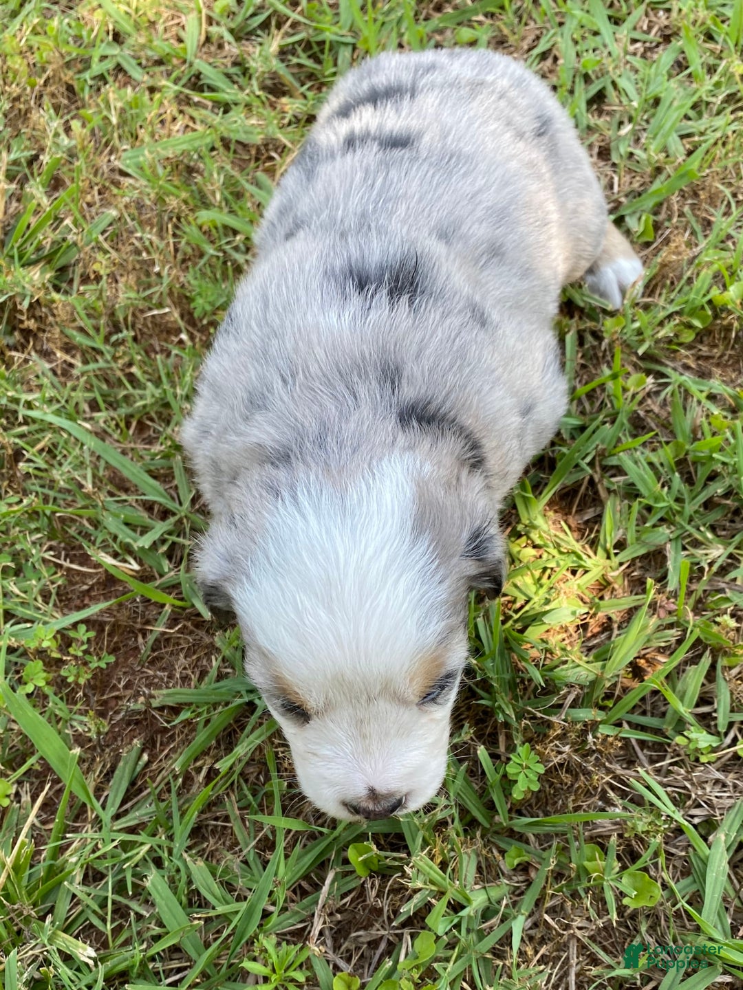 Australian Shepherd dogs for sale: Pearl Hart - Image 3