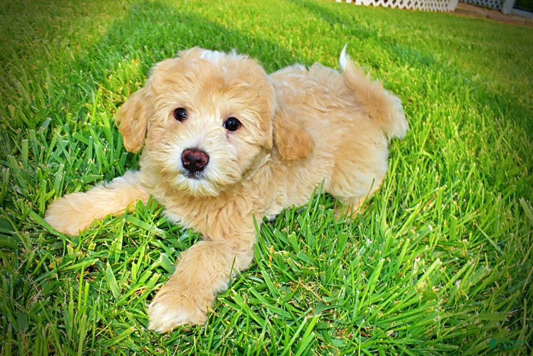 Havapoo dogs for sale: Wags - Image 1