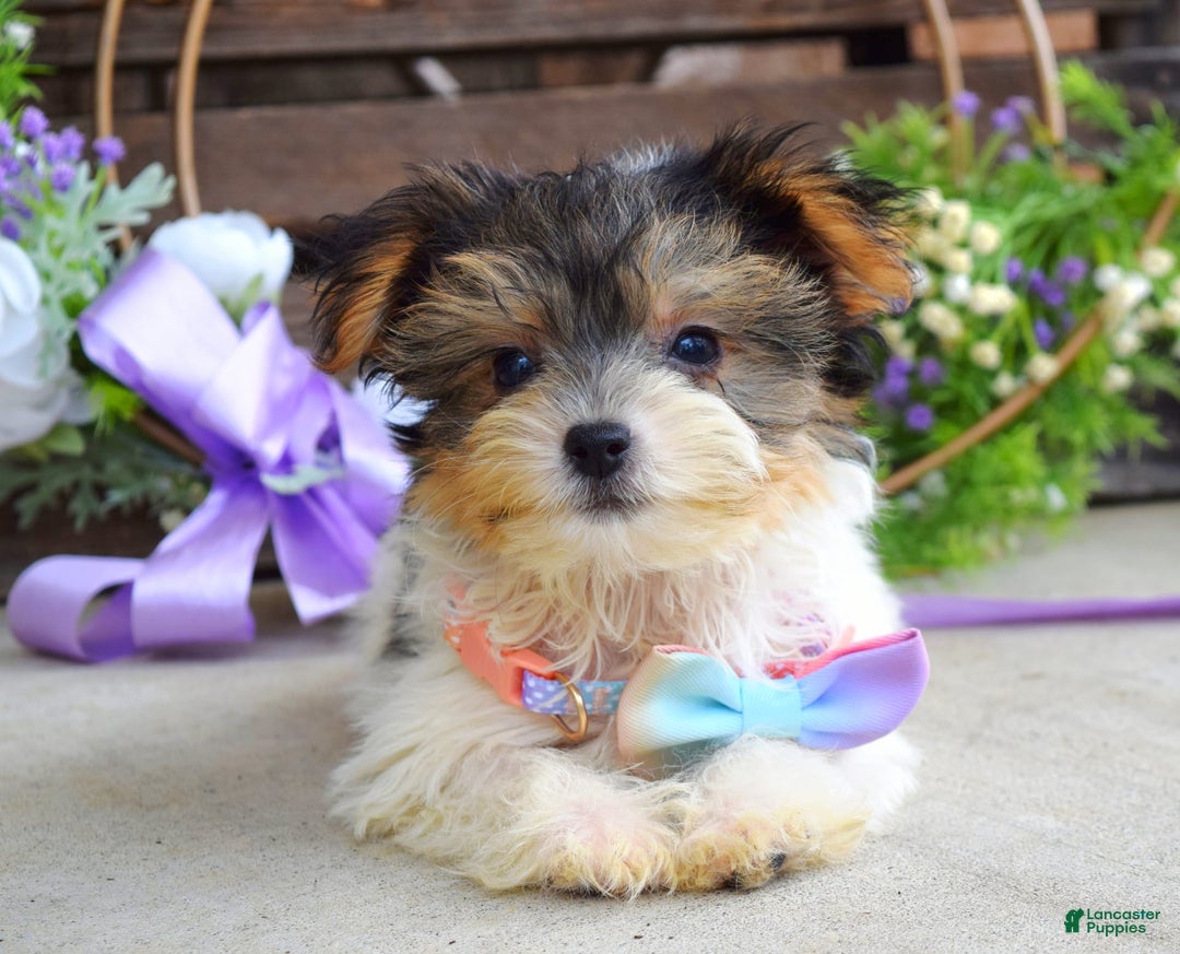 Yorkshire Terrier dogs for sale: Piper - Image 6