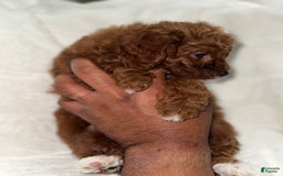 Toy Poodle dogs for sale: Choco - Image 4