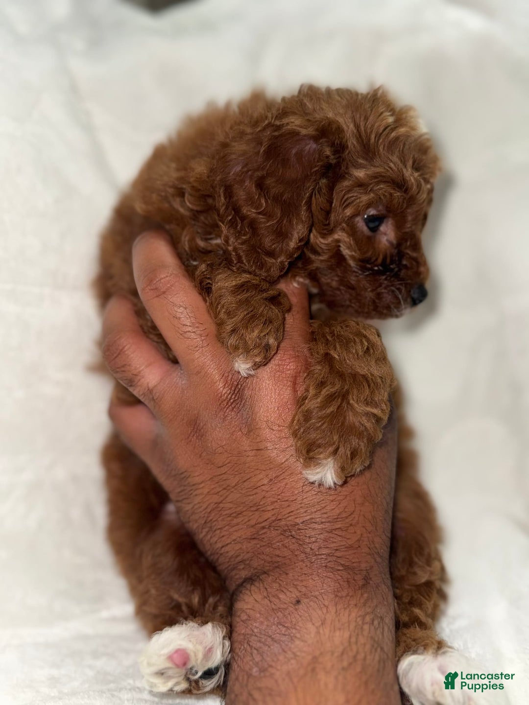 Toy Poodle dogs for sale: Choco - Image 4