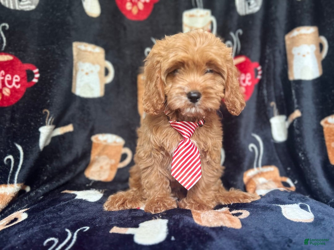 Cavapoo dogs for sale: Ringo - Image 1