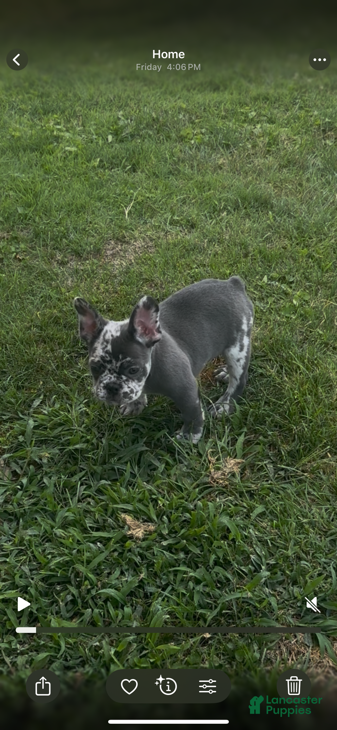 French Bulldog dogs for sale: Tank - Image 2