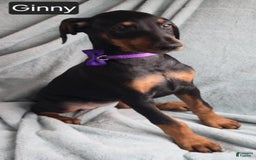 Doberman Pinscher dogs for sale: Ginny - Image 2