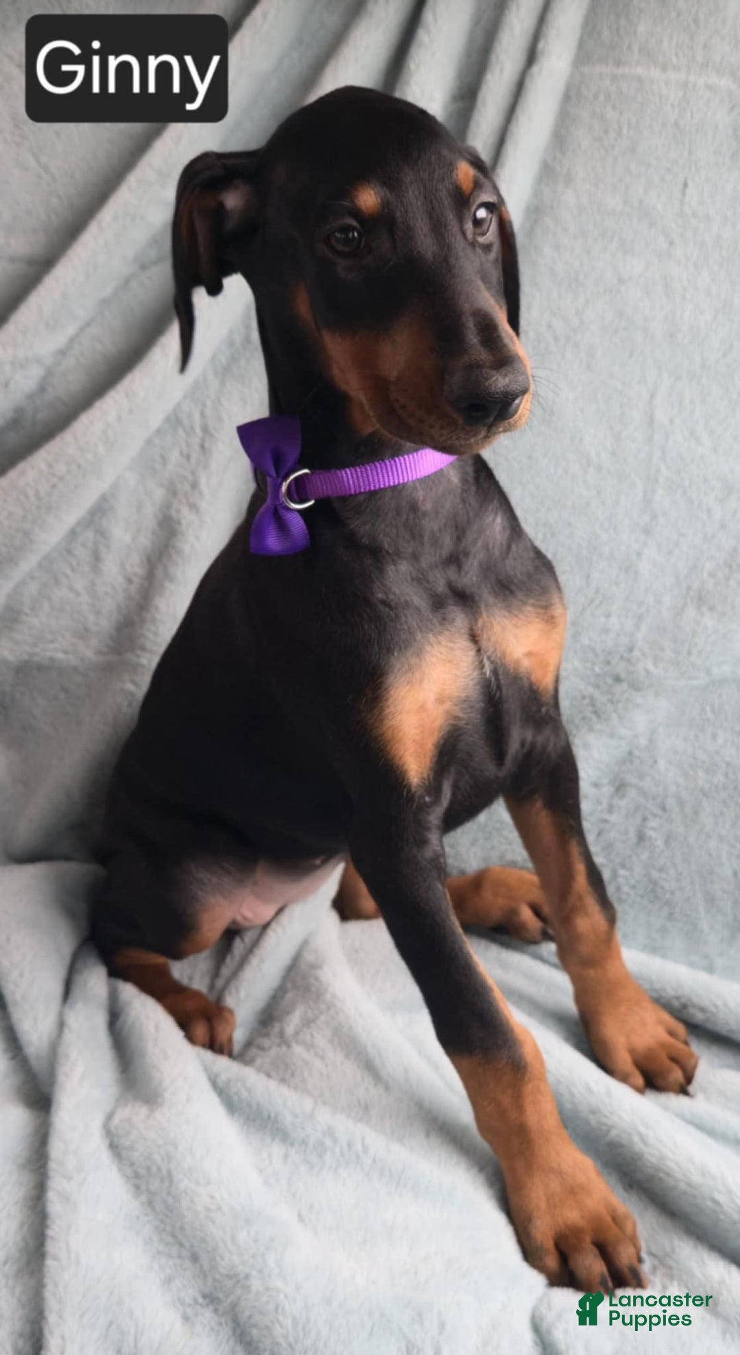 Doberman Pinscher dogs for sale: Ginny - Image 2