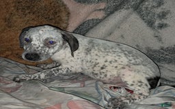 Dogo Argentino dogs for sale: Titan - Image 3